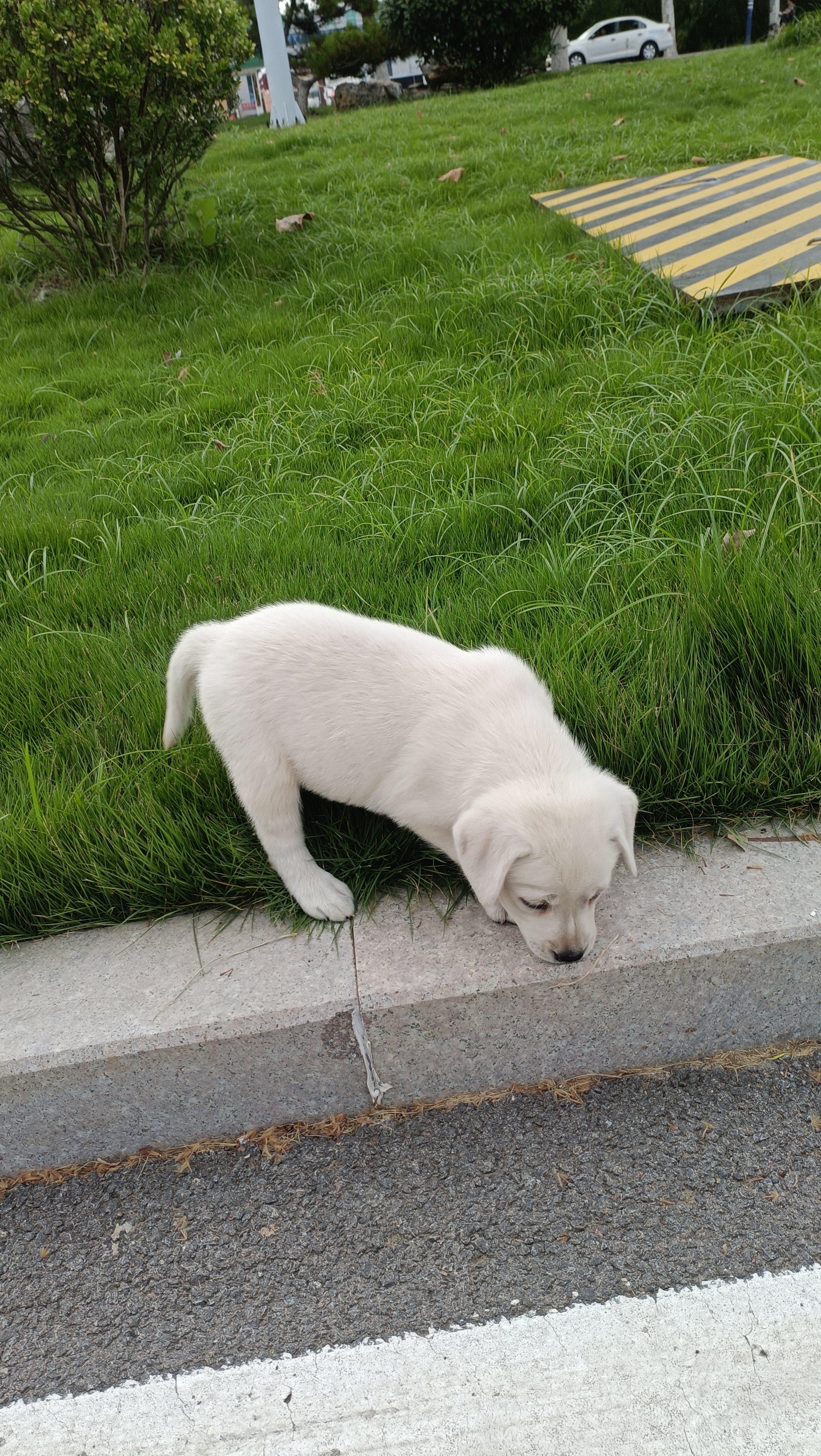 白色拉不拉多幼犬,性格活泼可爱,爱亲近人。